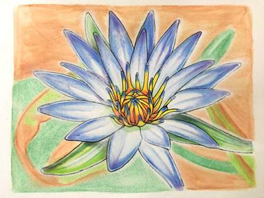 366日誕生花 08月05日 埃及藍睡蓮 Blue Waterlily 方格子 366日誕生花 08月05日 埃及藍睡蓮 Blue Waterlily 方格子