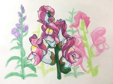 366日誕生花 07月12日 金魚草 Snapdragons 方格子 366日誕生花 07月12日 金魚草 Snapdragons 方格子