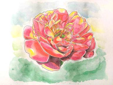 366日誕生花 05月14日 普通牡丹花 Common Peony 方格子 366日誕生花 05月14日 普通牡丹花 Common Peony 方格子