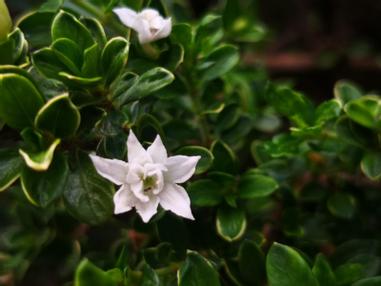 六月雪 方格子 六月雪 方格子