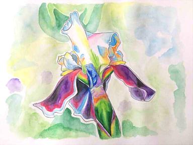 366日誕生花 05月12日 鳶尾花 Garden Iris 方格子 366日誕生花 05月12日 鳶尾花 Garden Iris 方格子