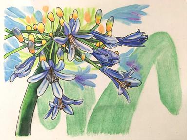 366日誕生花 07月22日 百子蓮 African Lily 方格子 366日誕生花 07月22日 百子蓮 African Lily 方格子