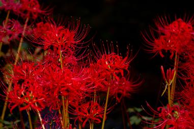 曼珠沙華 黃泉天界迢迢 一念神佛妖鬼 方格子 曼珠沙華 黃泉天界迢迢 一念神佛妖鬼 方格子