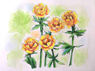 366日誕生花 05月07日 亞洲金鳳花 Asiatic Globeflower 方格子 366日誕生花 05月07日 亞洲金鳳花 Asiatic Globeflower 方格子