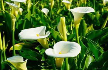 詩情花語 13海芋 風吹 Vocus 詩情花語 13海芋 風吹 Vocus