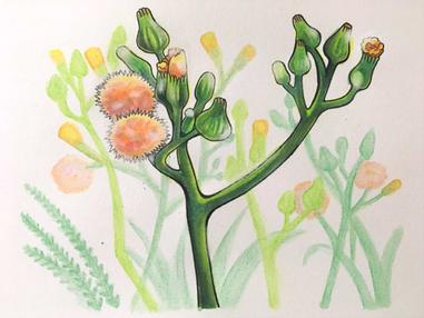 366日誕生花 08月12日 沼生苦苣菜 Marsh Sowthistle 方格子 366日誕生花 08月12日 沼生苦苣菜 Marsh Sowthistle 方格子