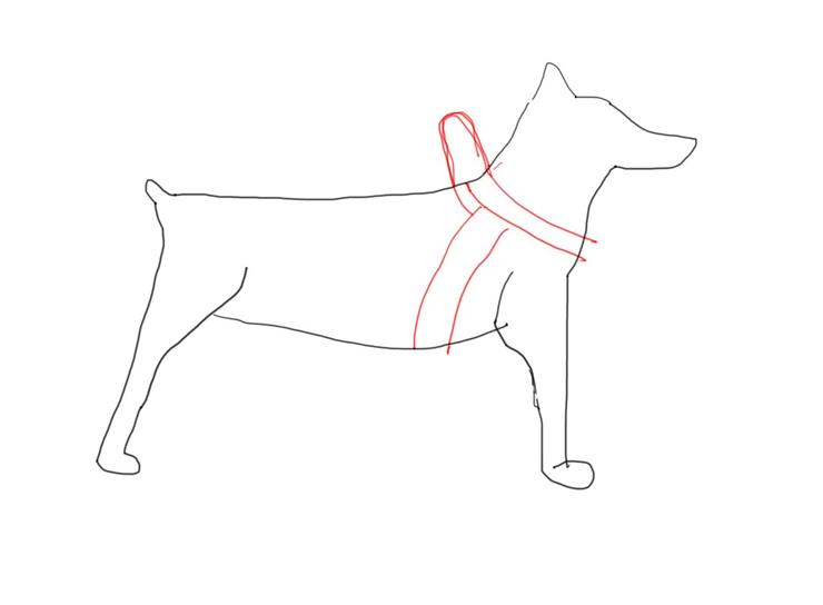 Lisa手繪的馬鞍式胸背,特色是背上很可能有一個握把,又稱快穿胸背,可以很輕易地套過頭,繞過胸口,就能扣好胸背。