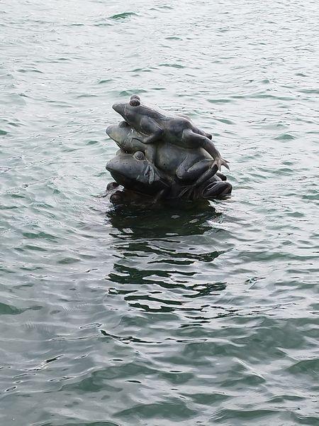 2023年8 和9月經常下雨 日月潭大補水下的九蛙 河童拍攝/2023年