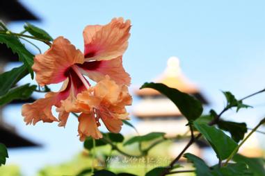 植物小學堂 扶桑花 方格子 植物小學堂 扶桑花 方格子
