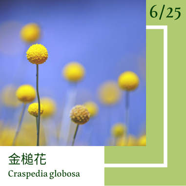 6月25日 一日一花 一色 金槌花 苗色 方格子vocus 6月25日 一日一花 一色 金槌花 苗色 方格子vocus