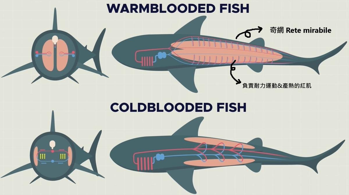 鯊客秘辛 鼠幫七暖男 方格子vocus 鯊客秘辛 鼠幫七暖男 方格子vocus