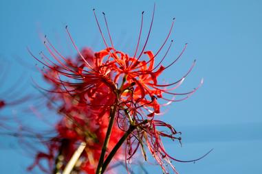 曼珠沙華 黃泉天界迢迢 一念神佛妖鬼 方格子 曼珠沙華 黃泉天界迢迢 一念神佛妖鬼 方格子