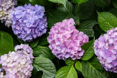 繡球花 打開梅雨季節的寶石箱 方格子 繡球花 打開梅雨季節的寶石箱 方格子