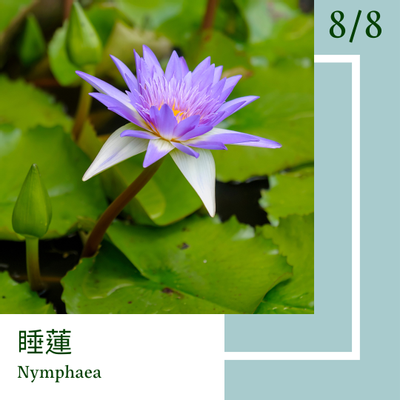 8月8日 一日一花 一色 睡蓮 瓶覗 方格子vocus 8月8日 一日一花 一色 睡蓮 瓶覗 方格子vocus