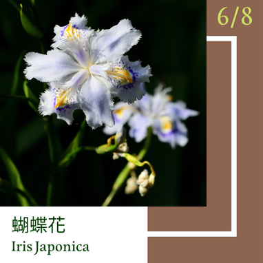 6月8日 一日一花 一色 蝴蝶花 煎茶色 方格子vocus 6月8日 一日一花 一色 蝴蝶花 煎茶色 方格子vocus