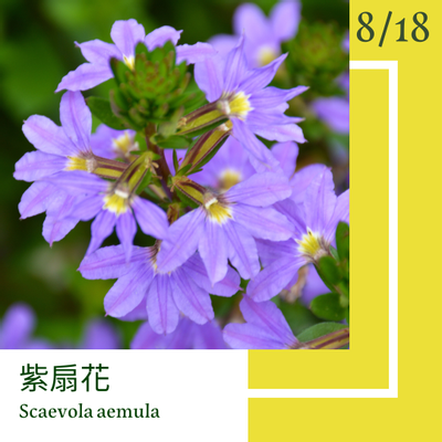 8月18日 一日一花 一色 紫扇花 金絲雀色 方格子vocus 8月18日 一日一花 一色 紫扇花 金絲雀色 方格子vocus