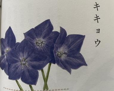 キキョウ桔梗花花草草的世界 星辰 翻譯物語屋 Vocus キキョウ桔梗花花草草的世界 星辰 翻譯物語屋 Vocus