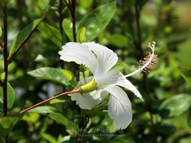 植物小學堂 扶桑花 方格子 植物小學堂 扶桑花 方格子