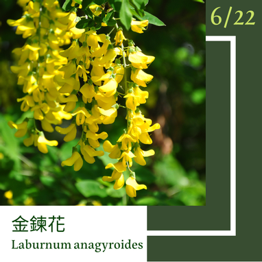 6月22日 一日一花 一色 金錬花 蜥蝪色 凱特想太多 Vocus 6月22日 一日一花 一色 金錬花 蜥蝪色 凱特想太多 Vocus