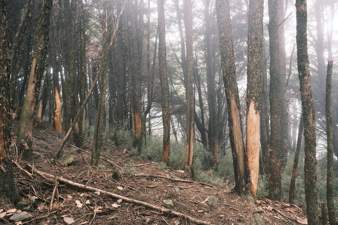 被水鹿磨得光溜溜的樹幹們