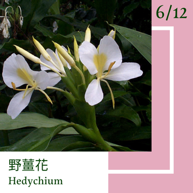 6月12日 一日一花 一色 野薑花 石竹色 方格子vocus 6月12日 一日一花 一色 野薑花 石竹色 方格子vocus