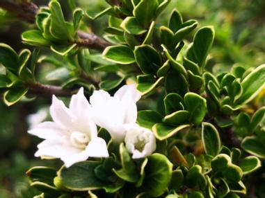 六月雪 方格子 六月雪 方格子