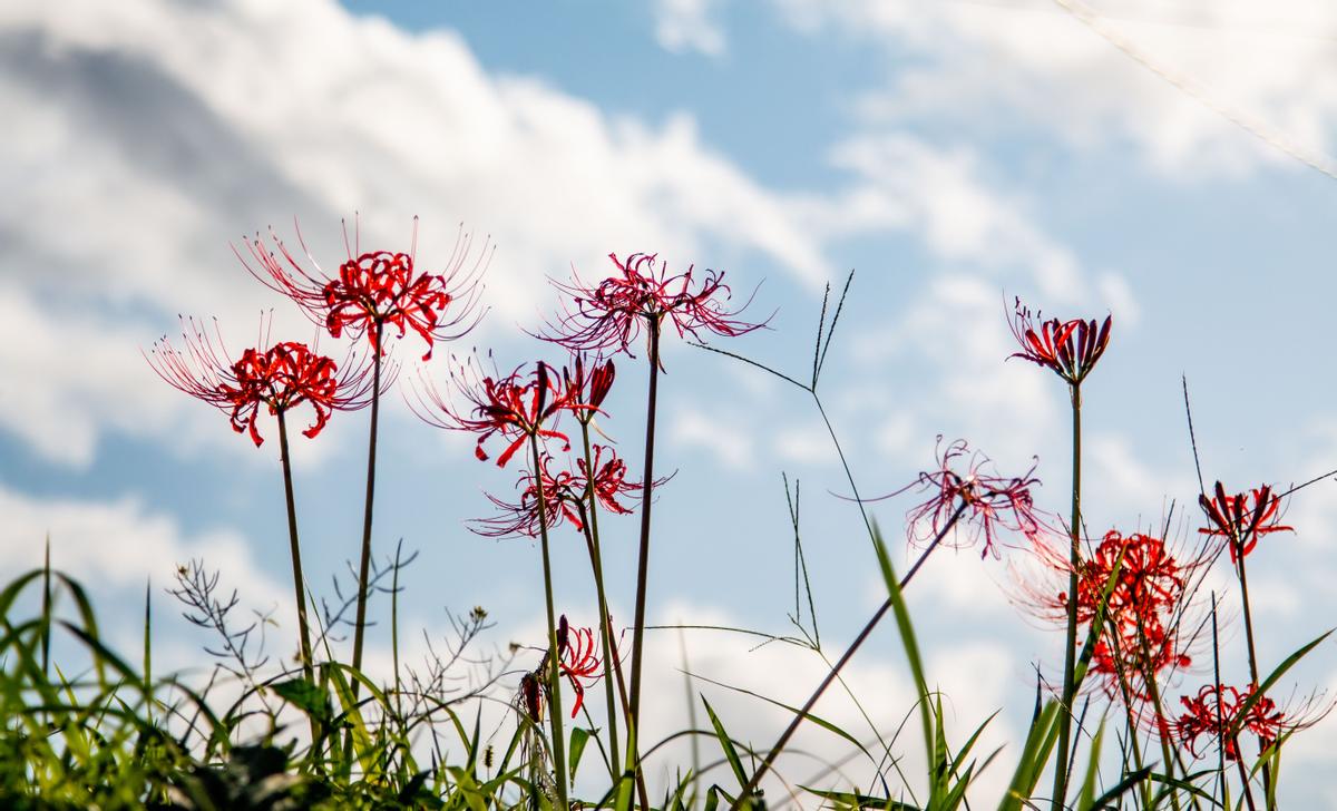 曼珠沙華 黃泉天界迢迢 一念神佛妖鬼 方格子vocus 曼珠沙華 黃泉天界迢迢 一念神佛妖鬼 方格子vocus