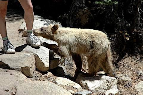 在再打個岔: 跟朋友登山碰到的真實畫面。