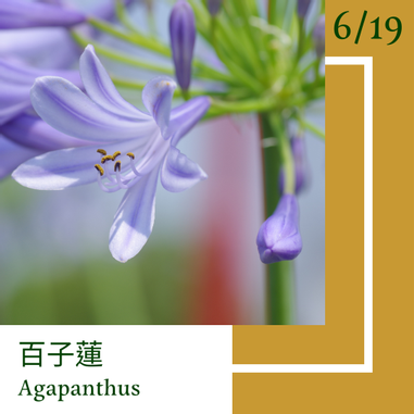 6月19日 一日一花 一色 百子蓮 幹色 方格子vocus 6月19日 一日一花 一色 百子蓮 幹色 方格子vocus