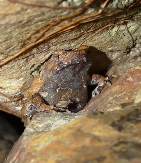 圖1 民間組織在置富山谷發現短腳角蟾