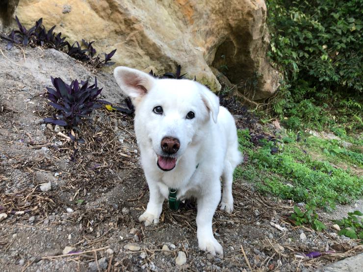 現在的天天,已經是個軟萌大叔啦~如果有在路上想認識他的朋友,請先叫他的名字,讓我知道你認識他喔!不然為了保持友善社交距離,我們可能會跑走~哈