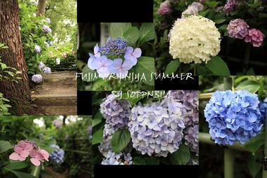 雨中浪漫 京都兩個看紫陽花的名所 方格子 雨中浪漫 京都兩個看紫陽花的名所 方格子