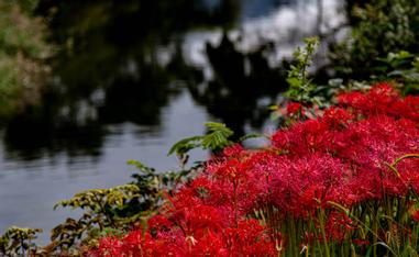 曼珠沙華 黃泉天界迢迢 一念神佛妖鬼 方格子 曼珠沙華 黃泉天界迢迢 一念神佛妖鬼 方格子