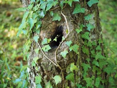 那些我曾經待過的網路樹洞們 方格子