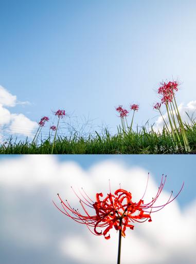 曼珠沙華 黃泉天界迢迢 一念神佛妖鬼 方格子 曼珠沙華 黃泉天界迢迢 一念神佛妖鬼 方格子