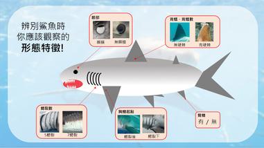 鯊客秘辛 Ikea鯊鯊到底是鯊虫啦 方格子vocus 鯊客秘辛 Ikea鯊鯊到底是鯊虫啦 方格子vocus