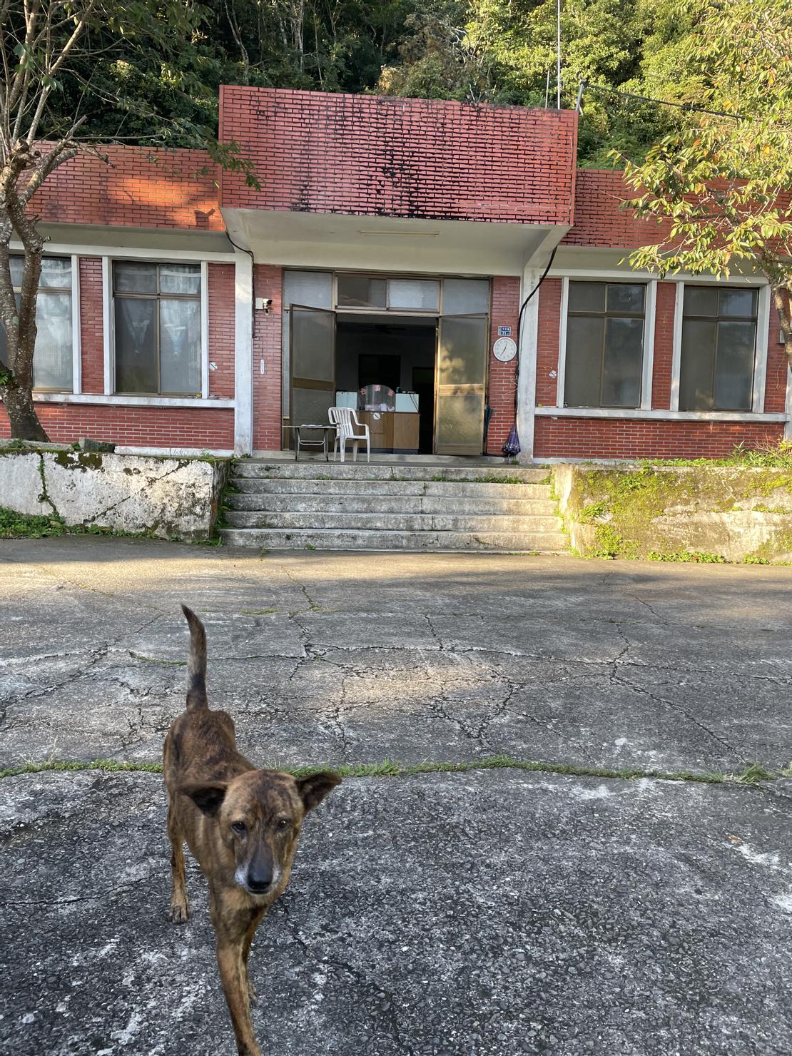 檢查哨的親人阿狗