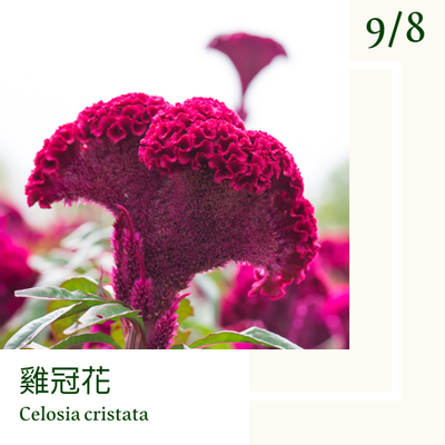 9月8日 一日一花 一色 雞冠花 白錬 方格子vocus 9月8日 一日一花 一色 雞冠花 白錬 方格子vocus