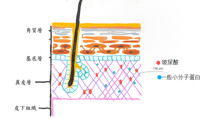 肌膚結構圖