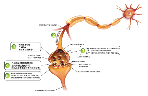 神經突觸(神經與神經連結處),神經訊號藉由神經傳遞物質(neurotrasmitter),這裡是指乙烯膽鹼,經過鈣離子作用後進行胞吐作用,就是想要把包在砲囊的乙烯膽鹼吐出去給下一個神經元作用。然而這個傳遞動作,被肉毒素阻斷了。