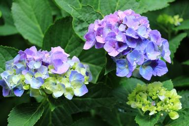 岩船寺 紫陽花寺 方格子