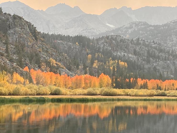 that wanaka tree