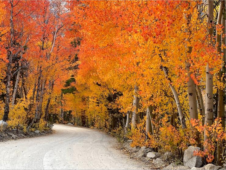 that wanaka tree