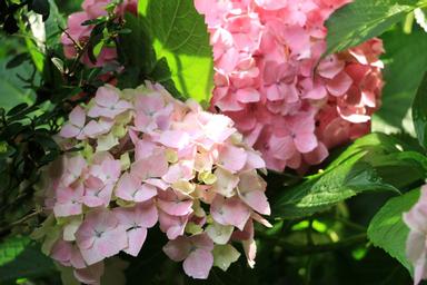 岩船寺 紫陽花寺 方格子