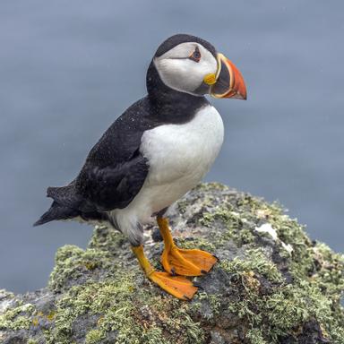 動物奇觀 北極海鸚 滿臉憂愁的鳥 方格子