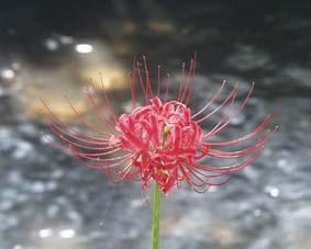 沙 華 曼珠
