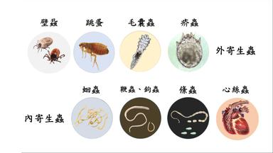 貓狗常見寄生蟲與預防藥大亂鬥 方格子
