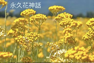 永久花 Helichyrsum 神話故事 方格子
