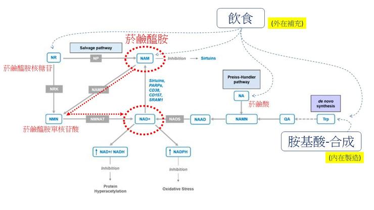 菸鹼醯胺可藉由酵素(NAMPT+NMNAT)反應，轉換成NAD+。（原圖引用自: https://pubmed.ncbi.nlm.nih.gov/32486488/）