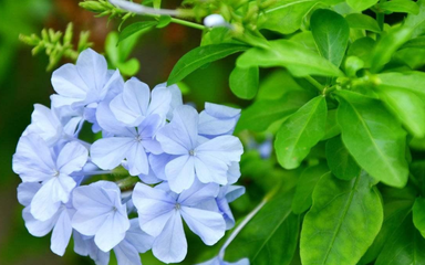 夏秋养花赏花就盆栽蓝雪花 花色清凉 花开持久 量多又个大 方格子